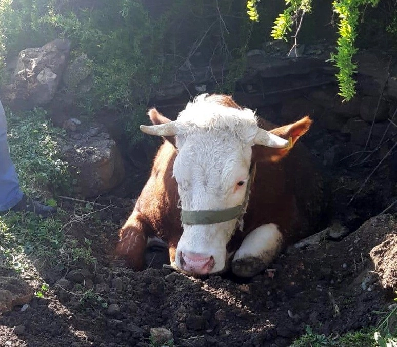 Fosseptik Çukuruna Düşen İnek Kurtarıldı