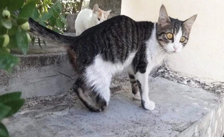 Gaziantep'te kedi vahşeti