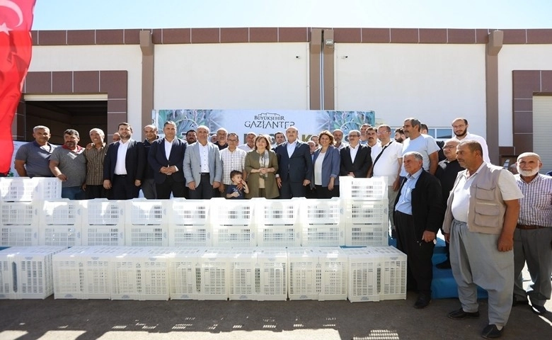 Gaziantep'te zeytin üreticilerine 40 bin hasat kasası dağıtılacak