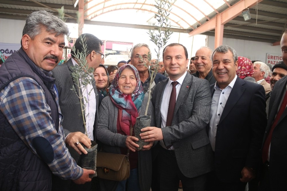 Mutta Çiftçilere Zeytin Ve Ceviz Fidanı Dağıtıldı