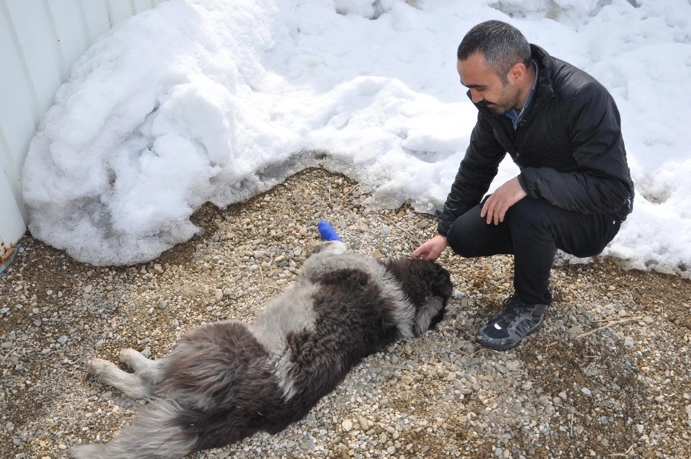 Yaralı Köpek Tedavi Altına Alındı