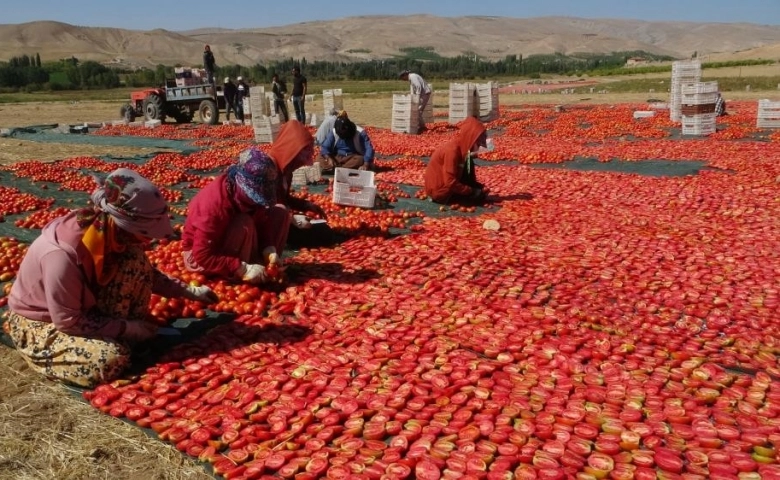 Avrupa’nın kuru domatesi Malatya’dan