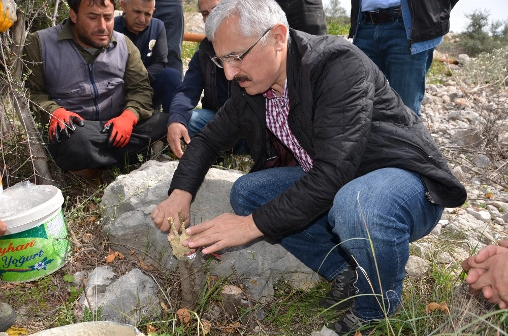 Mersin Orman Bölge Müdürlüğünün Hedefi, 30 Bin Delice Aşılamak