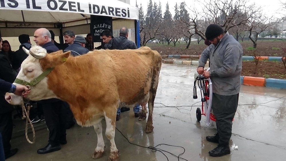 Üreticilere Süt Sağım Makinesi Dağıtıldı