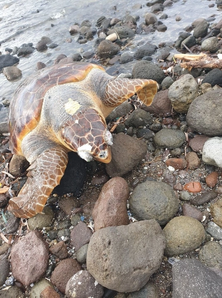 Bodrumda Ölü Caretta Caretta Karaya Vurdu