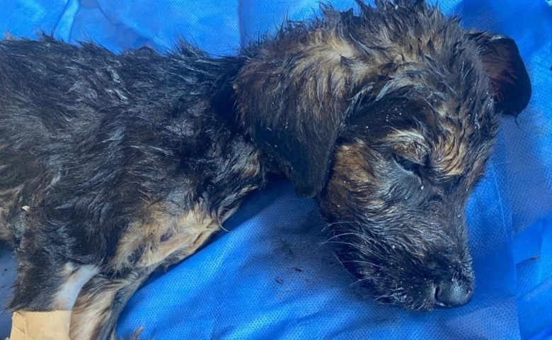 Ölüme terk edilen yavru köpeklere Tarsus Belediyesi sahip çıktı