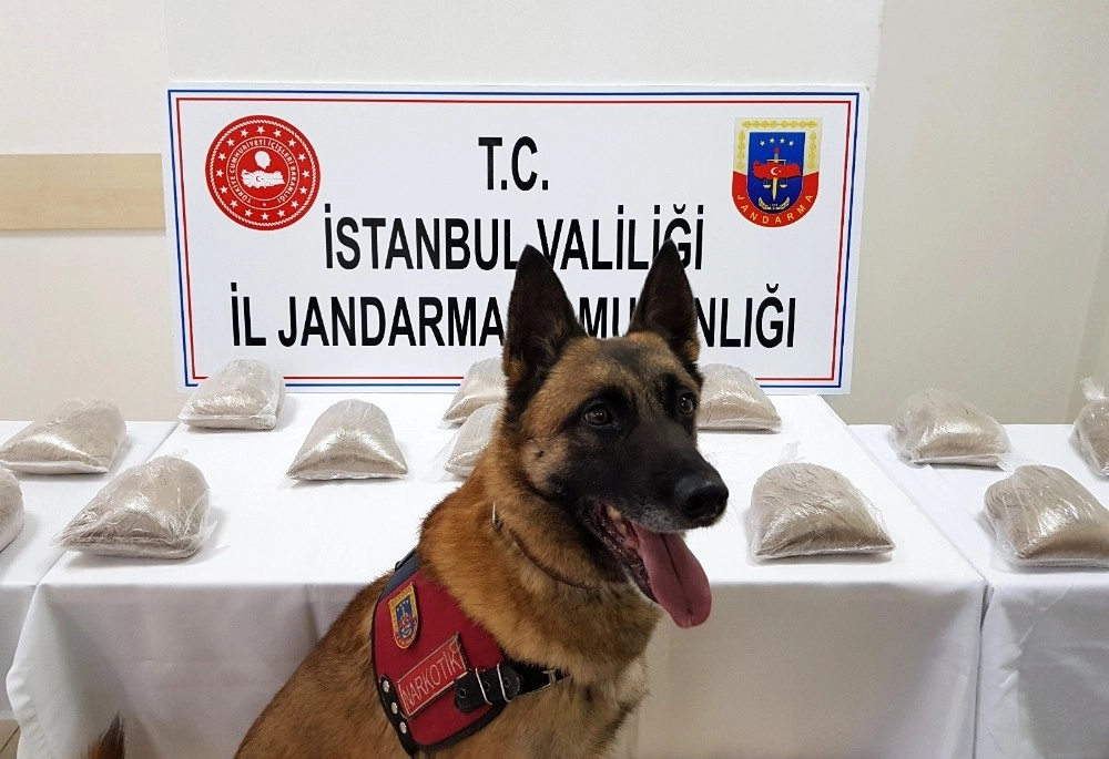 Jandarma Köpeği Ataktan Zehir Tacirlerine Darbe