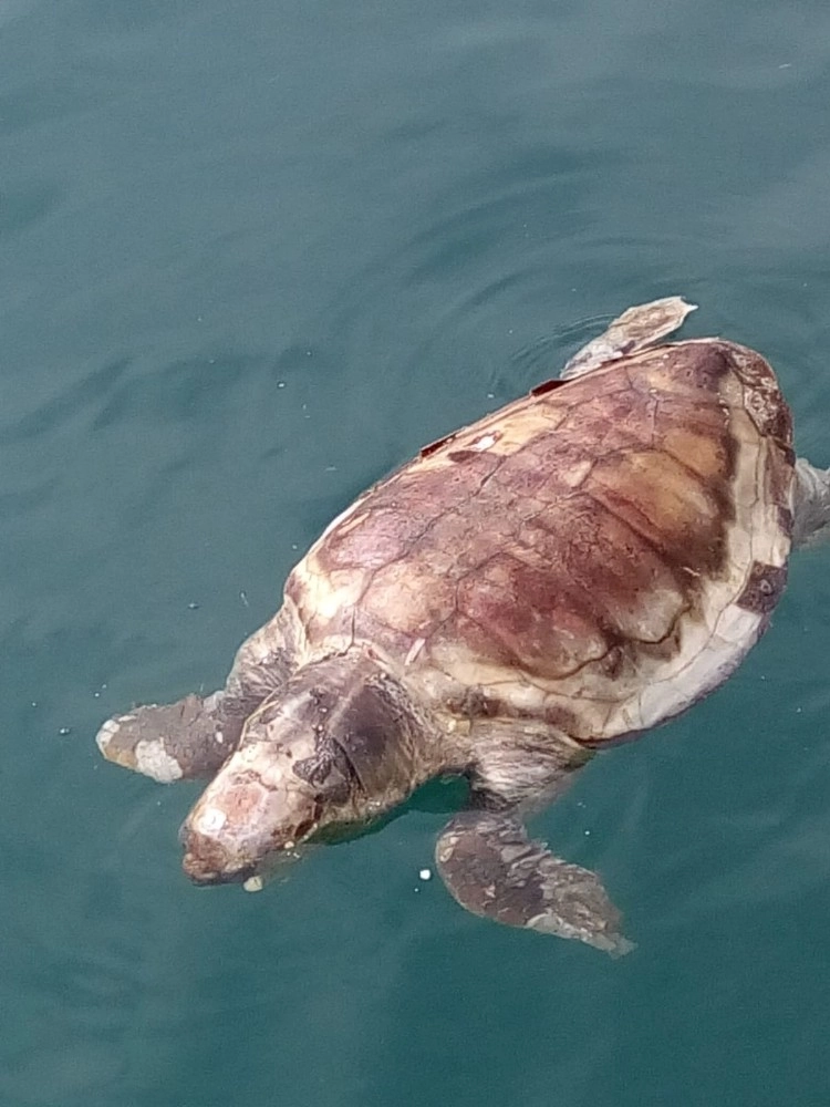 Datçada Ölü Caretta Caratta Bulundu