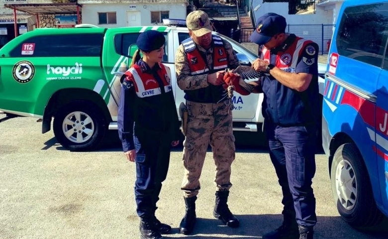 Kilis'te Yaralı bulunan atmaca koruma altına alındı