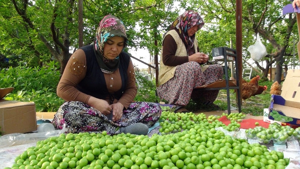 Silifkede Erik Hasadı Başladı