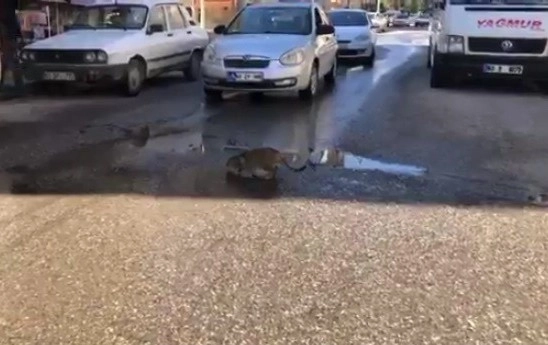 (Özel) Çukurda Su İçen Kedi Trafiği Durdurdu