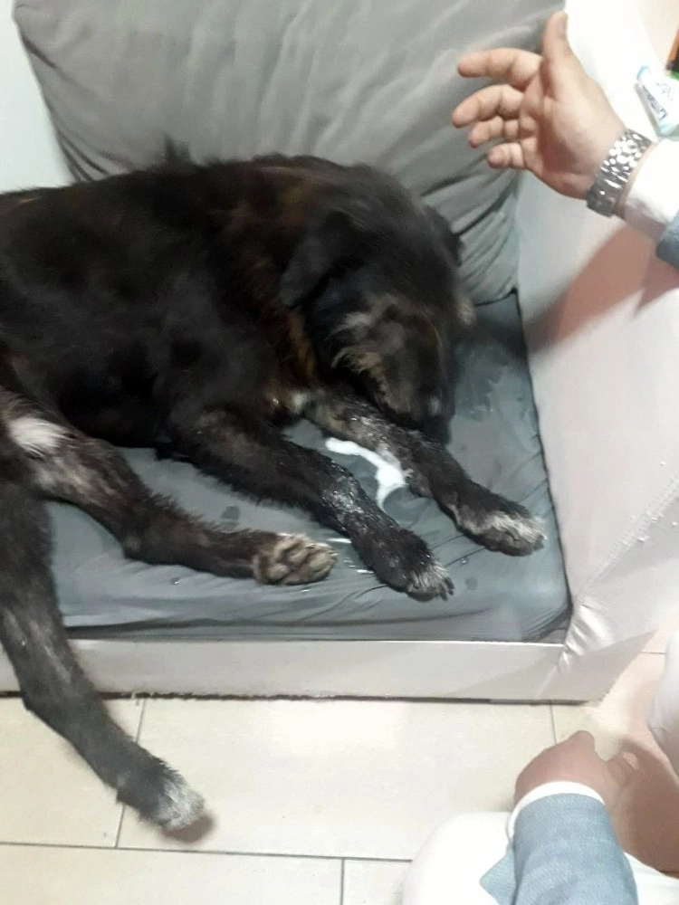 Kartalda Sokak Köpeklerini Zehirlediler