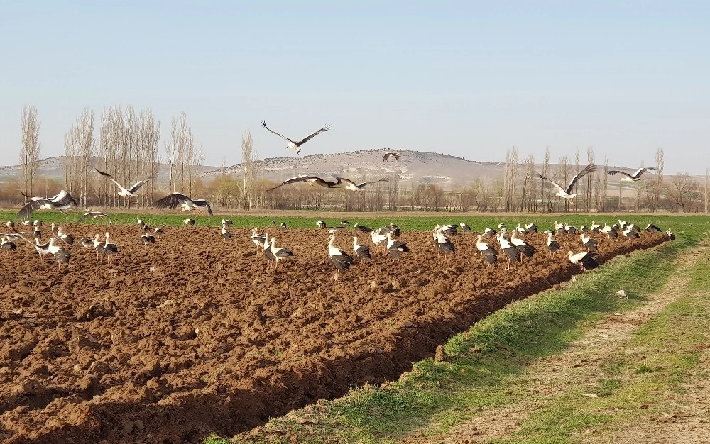 (Özel) Binlerce Leylek, Çiftçiye Eşlik Etti