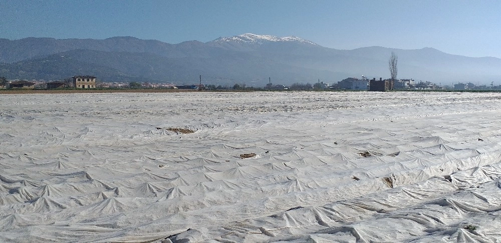 Patates Üreticileri Don Olayına Karşı Elyafla Önlem Aldı