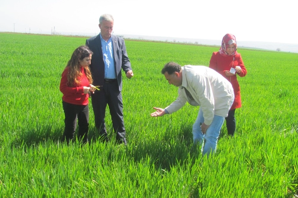 Başkan Altun Ve Ziraat Mühendisleri, Arabanlı Üreticileri Bilgilendirdi