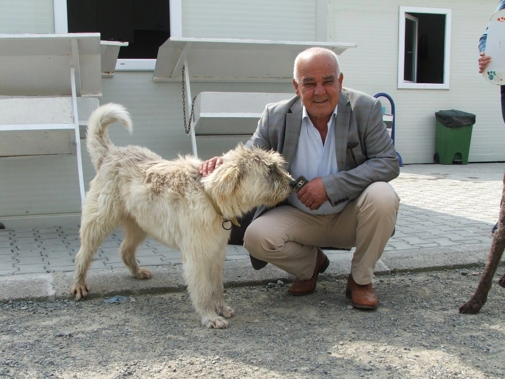 Başkan Karaçelik, Dalyan Barınağında İncelemelerde Bulundu