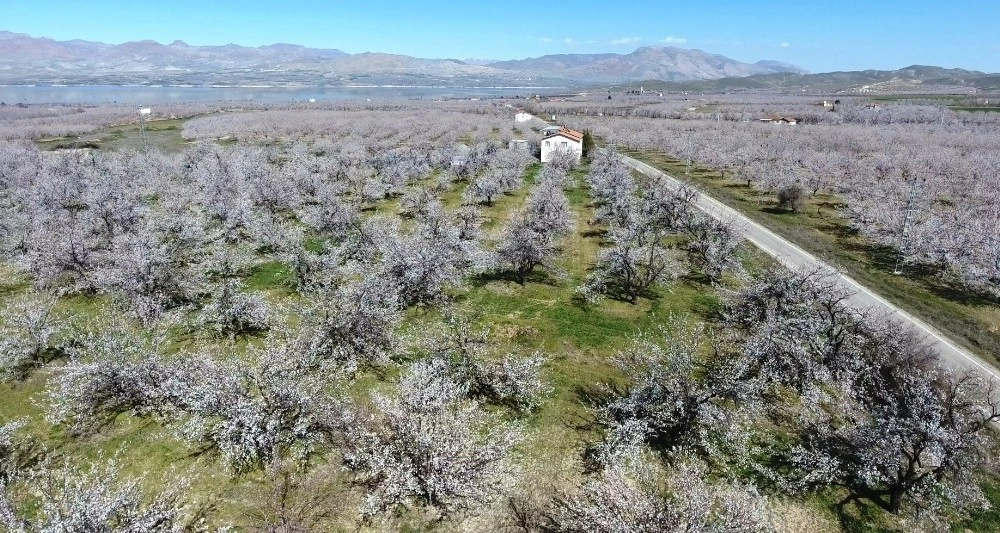 Malatya İçin Zirai Don Uyarısı