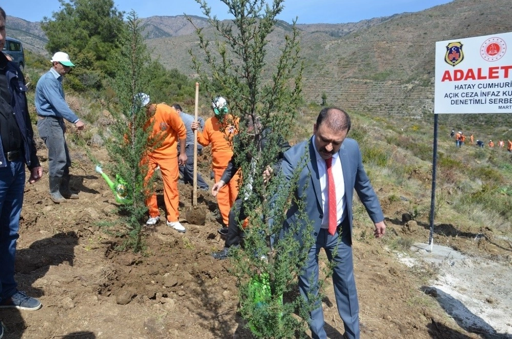 Hükümlüler Adalet Ormanına Fidan Dikti