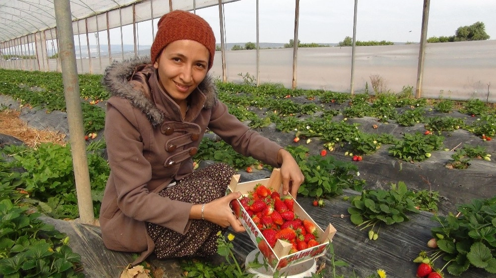 Mersinden Iraka Çilek İhracatı Başladı