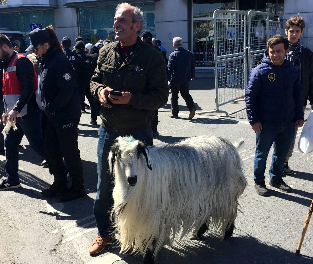 İstanbul'daki Dev Mitinge Keçisiyle Geldi