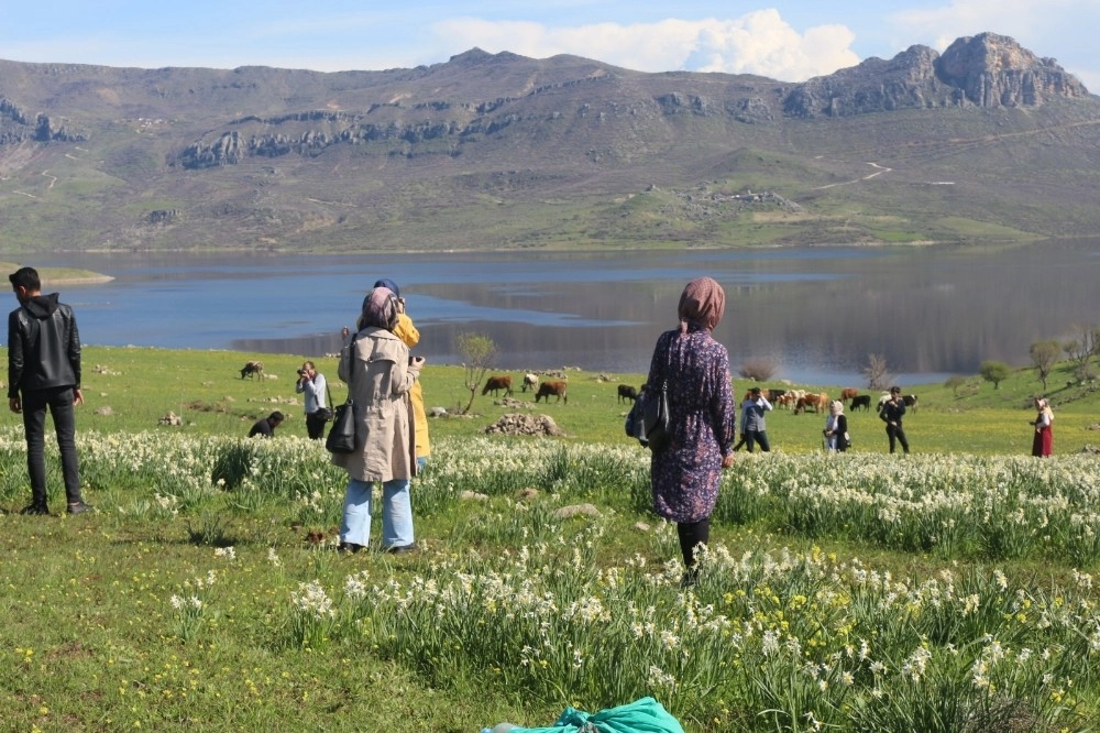 Gergerdeki Yaban Nergisler Yerli Turistlerin Akınına Uğruyor