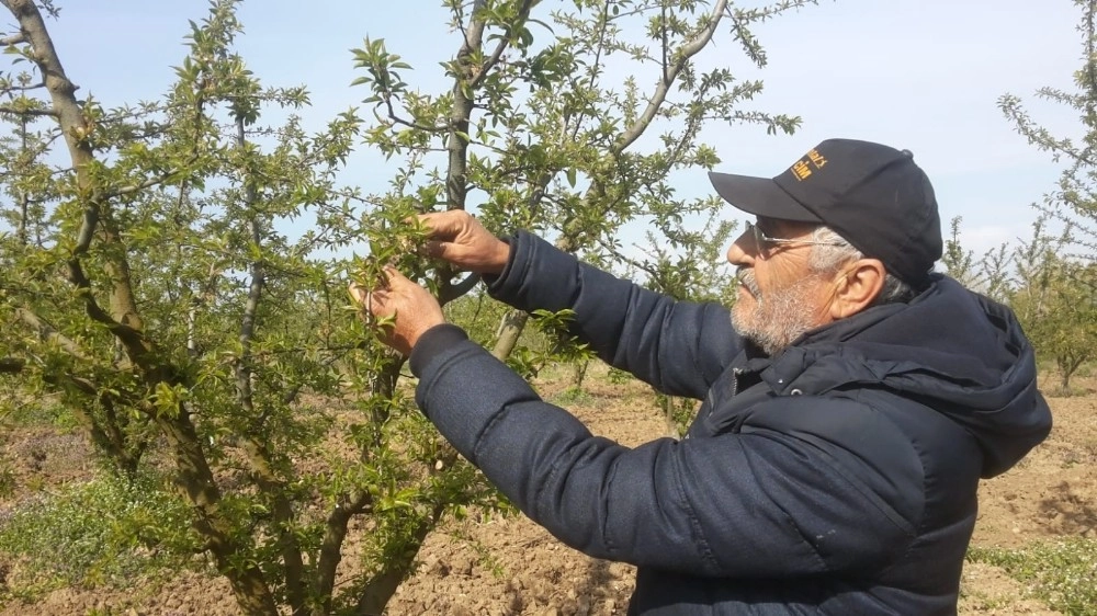 İznik Ovasını Don Vurdu, Zarar Yüzde 70