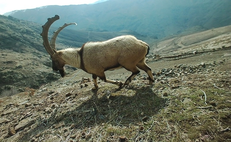 Adıyaman’da yaban hayatı fotokapana yansıdı