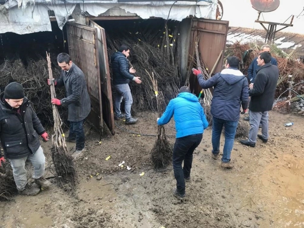 Yüksekovada Ceviz Ve Badem Fidanı Dağıtımı