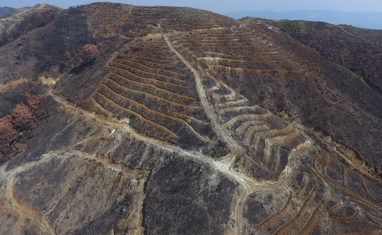 Hatay’da yanan ormanlık alanlar yeşilleniyor