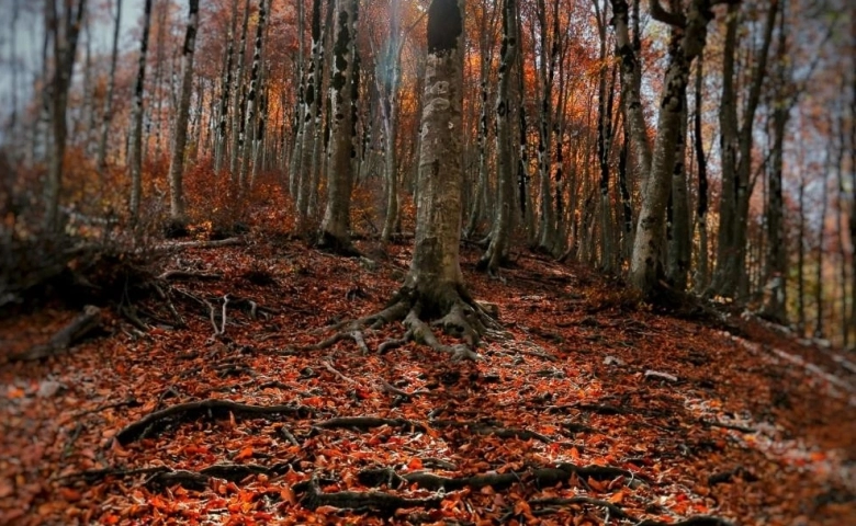 Kahramanmaraş’ta sonbahar renkleri