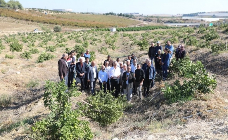 Mezitli'de limon ağaçlarının kesilmesine büyük tepki