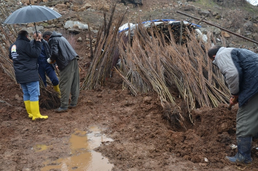 Gap Bölge Kalkınma İdaresi, Beytüşşebapta 7 Bin 300 Fidan Dağıttı