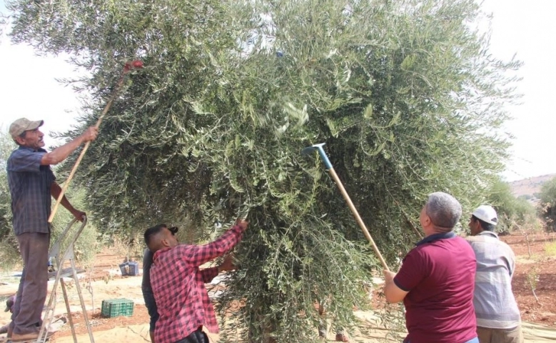 Kilis'te zeytin hasadına yağmur engeli