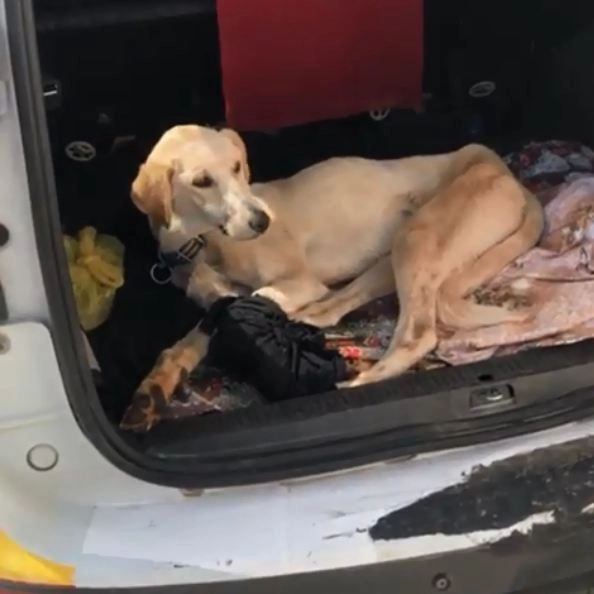 Siverekte Yaralanan Köpek Ticari Taksi İle İstanbula Gönderildi