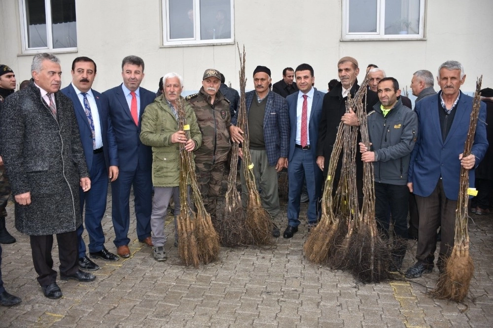 Hakkarili Çiftçilere Ceviz Fidanı Desteği