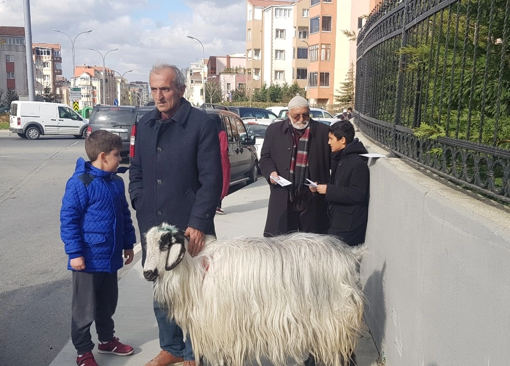 (Özel) Oy Vermeye Keçisiyle Geldi