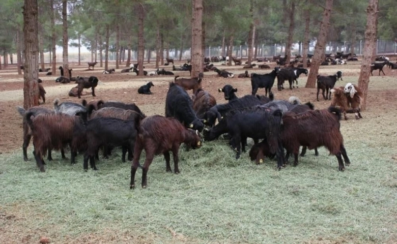 Halep keçileri ülkedeki keçi sütü ihtiyacını karşılayacak