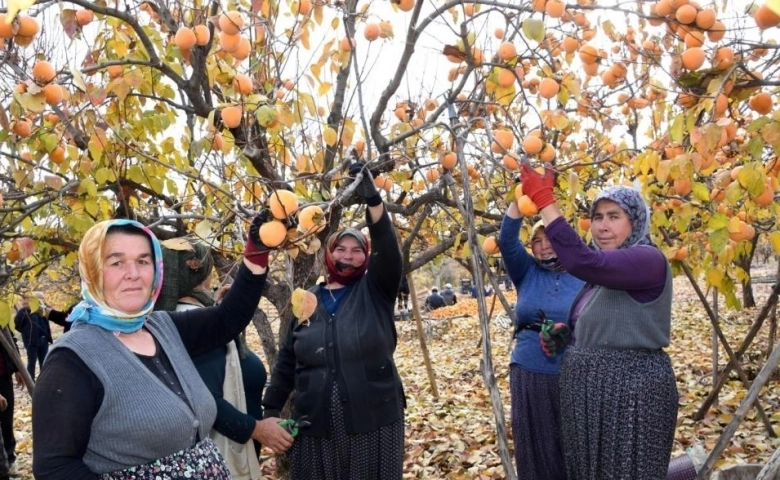 Adıyaman'ın Gölbaşı ilçesinde 'Cennet Hurması' hasadı başladı