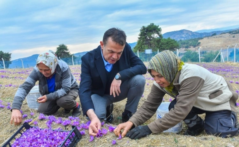 Dünyanın en pahalı baharatı Mersin Yenişehir’de yetiştiriliyor