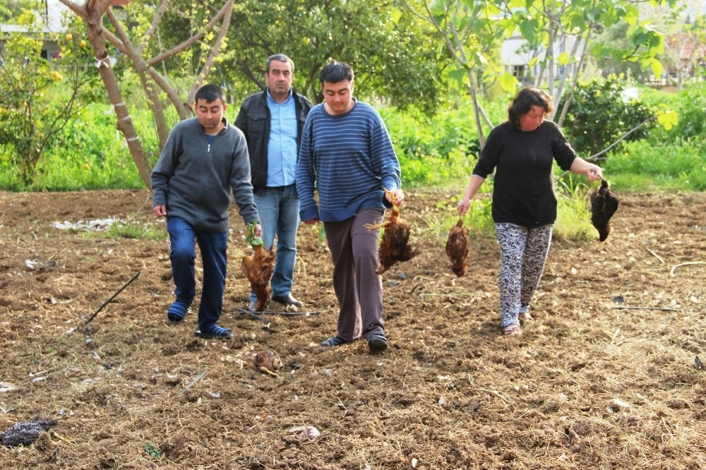 Aç Kalan Sokak Köpekleri 100 Tavuğu Telef Etti