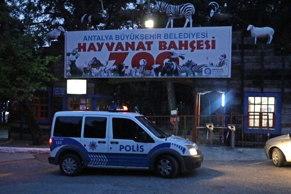 Antalyada Hayvanat Bahçesinden Kurt Kaçtı