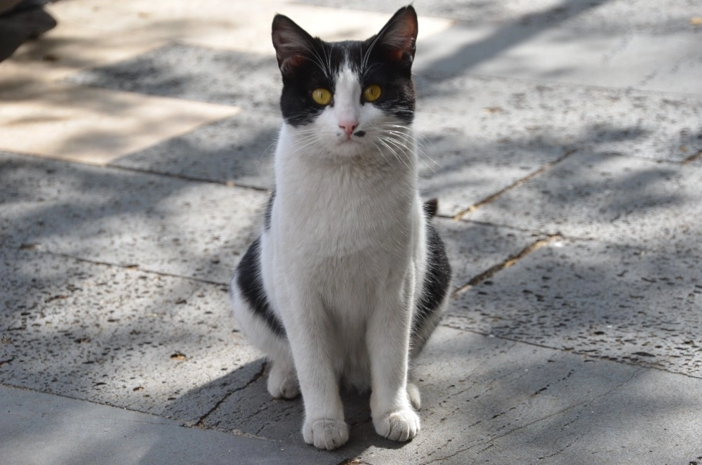 Patisiyle Kapıyı Açan Kedi Fenomen Oldu