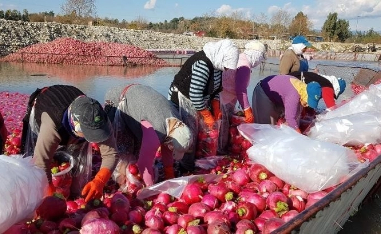 Osmaniye'de "Kırmızı altının" hasadı başladı