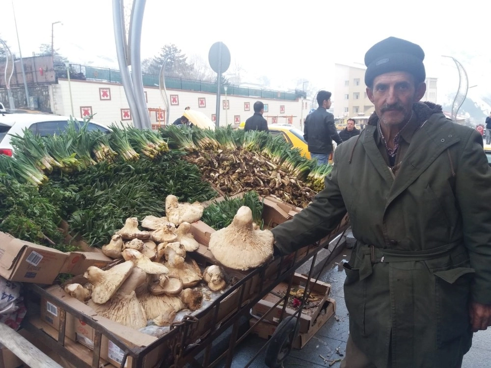 Hakkaride Yılın İlk Mantarı Piyasaya Çıktı