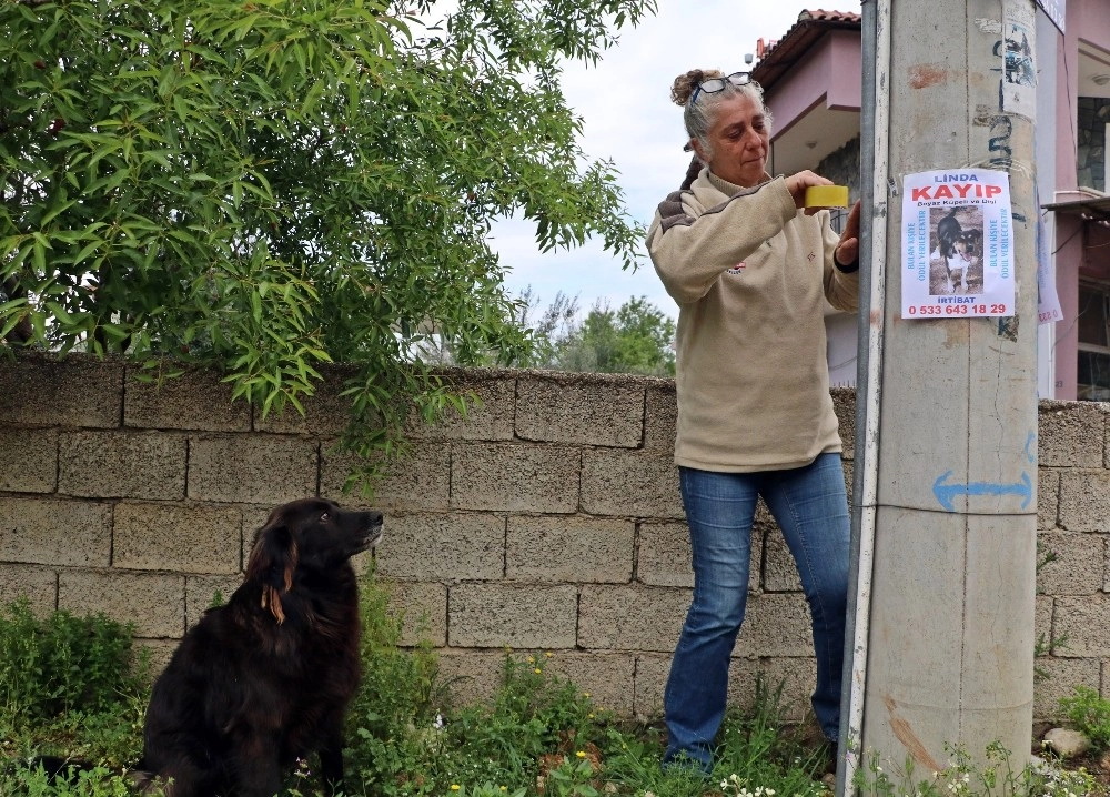 Kaybolan Köpeğini 25 Kilometrelik Alanda Diğer Köpeklerle Birlikte Arıyor