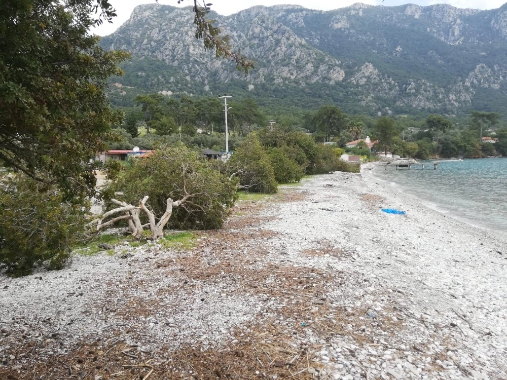 Akbük Sahilindeki Onlarca Ağaç Katledildi