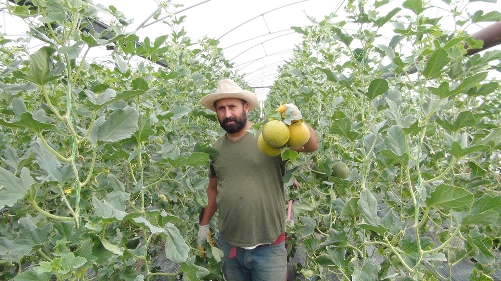 Türkiyenin İlk Kavun Hasadı Mersinde Başladı