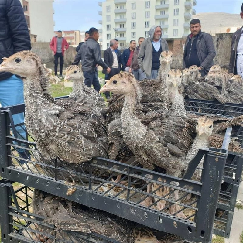 Mardinde Çiftçilere 12 Bin 500 Adet Hindi Palazı Dağıtıldı