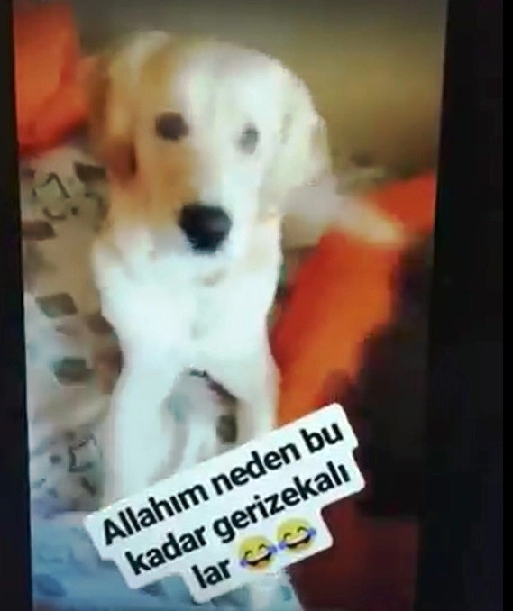 Köpeğin Gözüne Deodorant Sıkan Kişi Sosyal Medyada Büyük Tepki Gördü