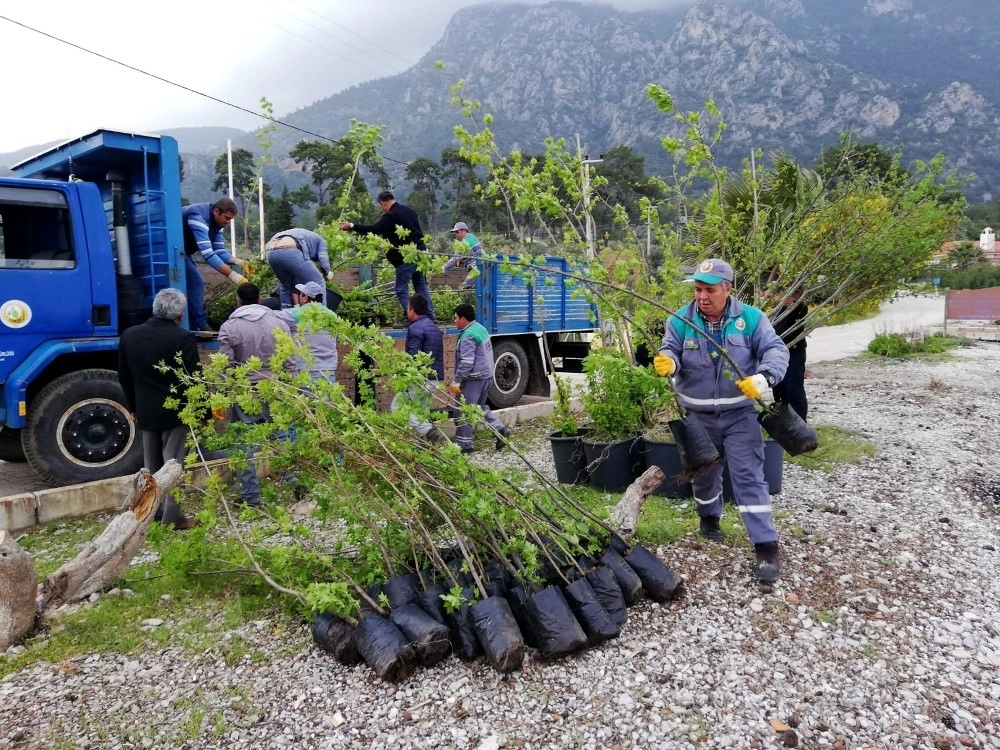 Akbüke 100 Adet Sığla Ve Menengeç Fidanı Gönderildi